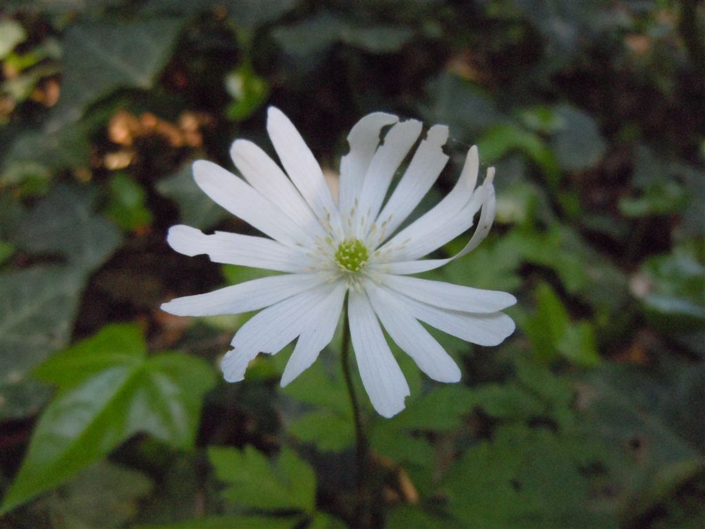 Anemone apennina